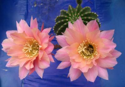 ...gesehen in Kultur: -Wernie`s Cactus Garden-
<br />
...